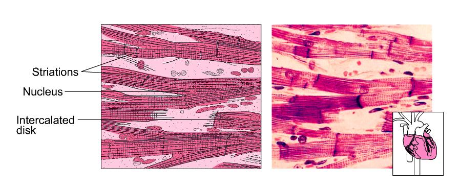 9 CARDIAC MUSCLE 17 Striations Nucleus Intercalated Disk Cardiac muscle tissue is only in the heart.