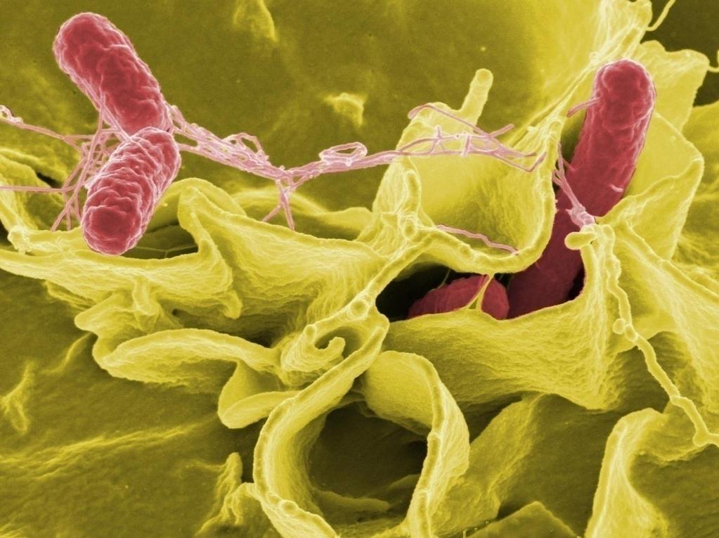 Pathogenic Organisms: Bacteria Salmonella Pathogenic