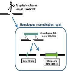 SSC // Targeted nucleases allow precise gene editing or site-specific gene addition Conclusion Ctrl.