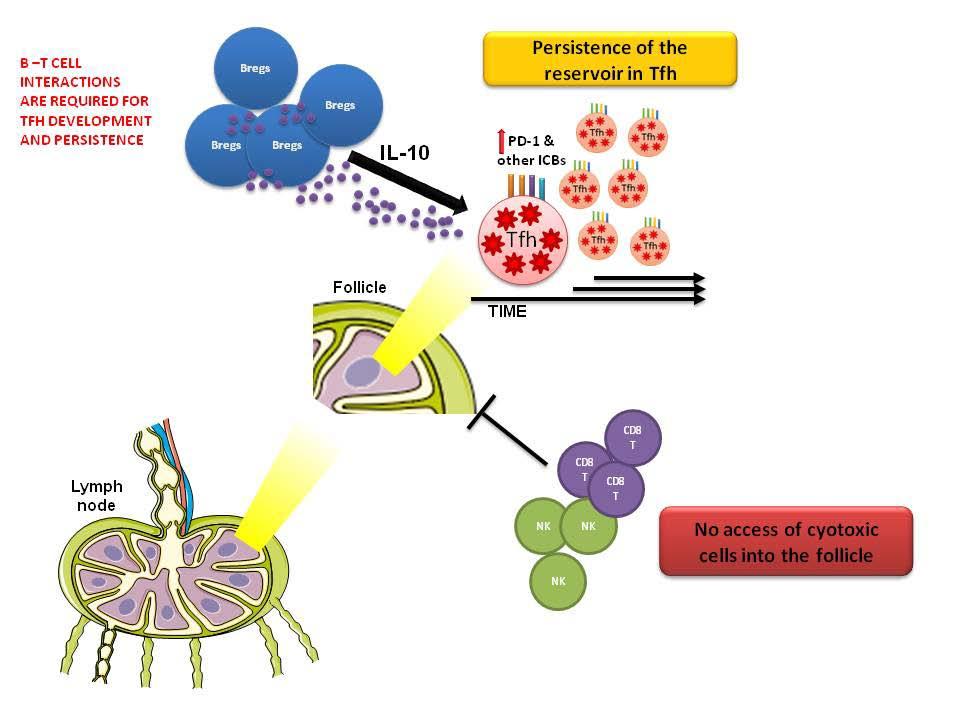 B-T cell interactions are required for Tfh development and