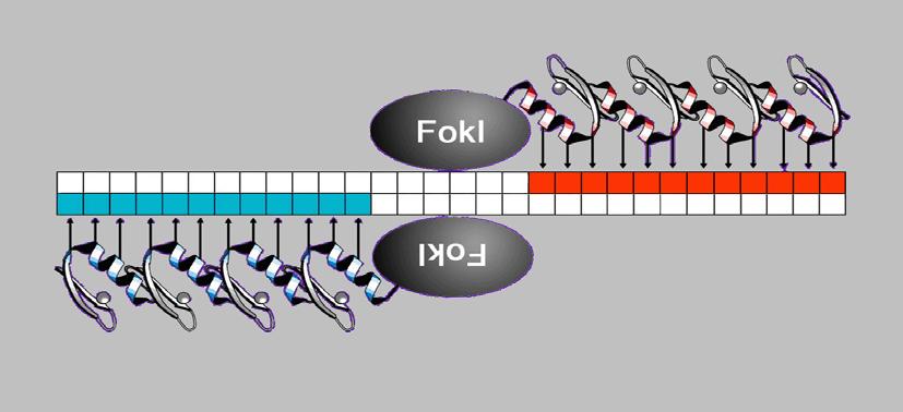 Zinc Finger Nucleases can target Zinc Finger Nucleases (ZFNs) Designer Restriction Enzyme host elements and delete them ZFP DNA ZFP Comprised of two domains: - Nuclease domain of FokI restriction