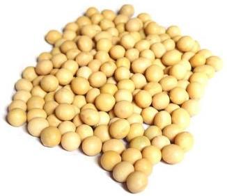 Global soy protein