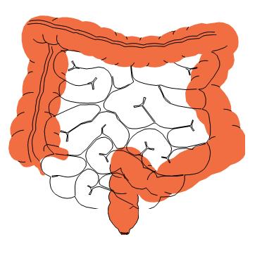 THE COLON This is the portion of the intestine which lies between the small intestine and the outlet (Anus). 3 4 5 This part is responsible for formation of stool.