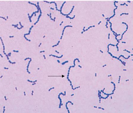 Gram positive cocci Lec.2 Dr.Sarmad Zeiny 2013-2014 BCM Streptococci (catalase ve) Staphylococci (catalase +ve) Genus Streptococcus Fig.