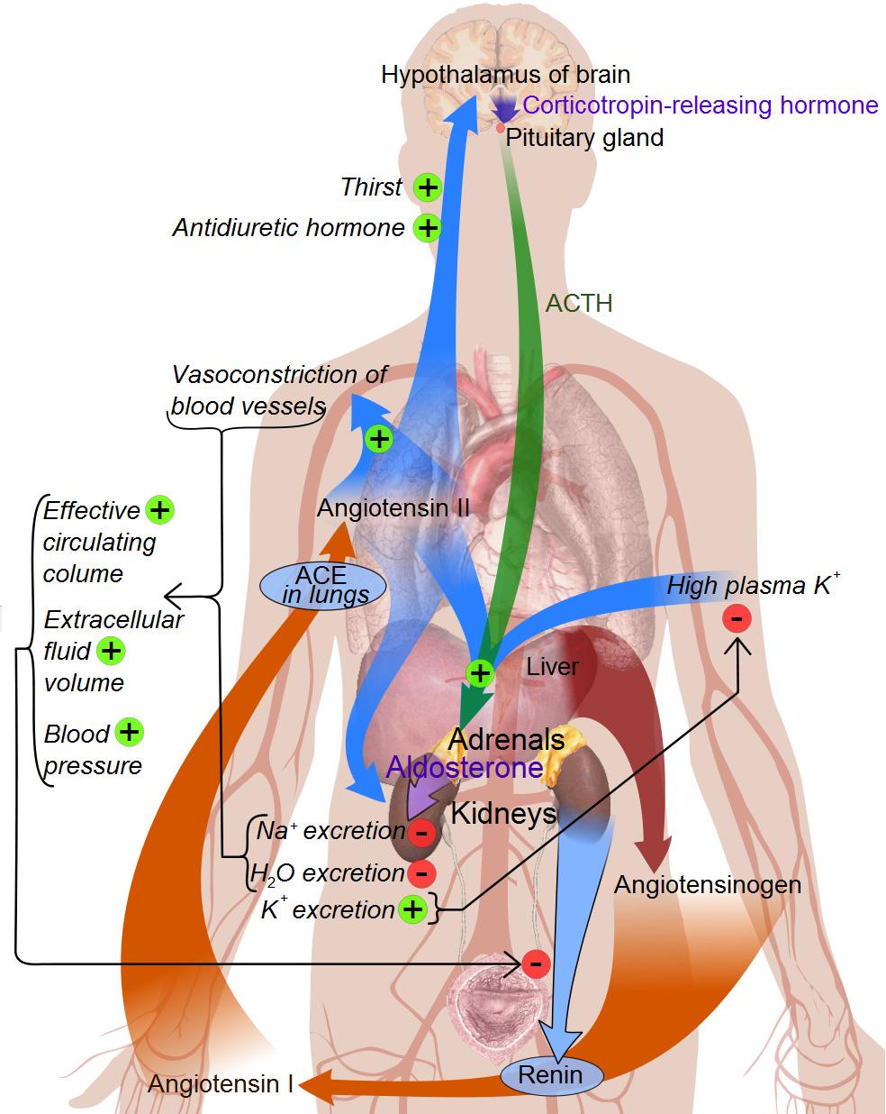 Fig.3 - The renin-angiotensin system, showing role of