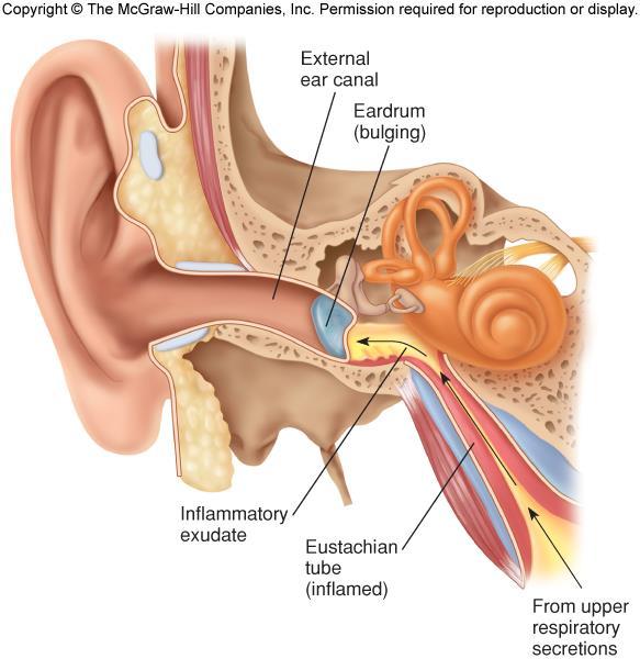 View of ear anatomy