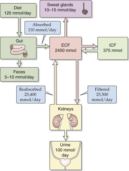 Sodium and chlorine transport The kidneys help to maintain the body's extracellular fluid (ECF) volume by regulating the amount of Na+ in the urine.