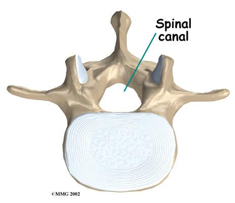 It is the body's main upright support. The section of the spine in the lower back is called the lumbar spine. The lumbar spine is made of the lower five vertebrae.