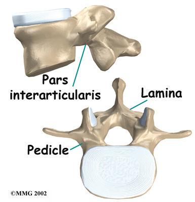 Bony ring The spinal cord only extends to L2. Below this level, the spinal canal encloses a bundle of nerves that goes to the lower limbs and pelvic organs.