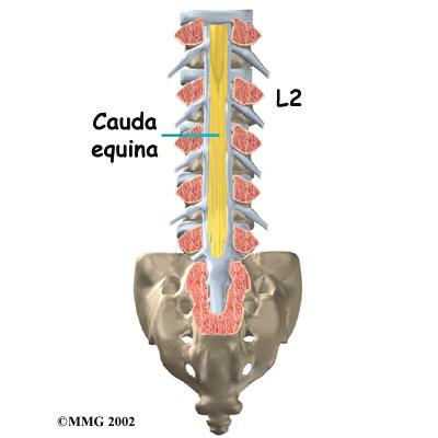 The lumbar spine is supported by ligaments and muscles. The ligaments, which connect bones together, are arranged in layers and run in multiple directions.