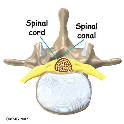 Two pedicle bones attach to the back of each vertebral body. Two lamina bones complete the ring.