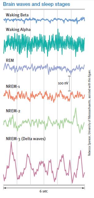 REM Sleep Stages -Sleep Stages; 4 distinct stages; 90 minutes - Brain waves vary in different sleep stages - Alpha Waves: awake and calm - Delta Waves: from NREM3- deep in sleep REM reoccurring sleep