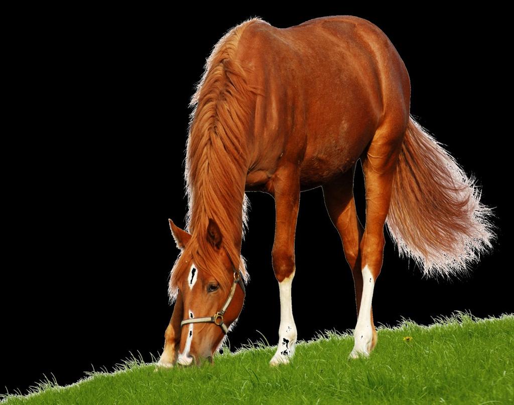 The Effect of Exercise on circulating concentrations of inflammatory markers in normal and laminitis prone ponies Laminitis is a major disease of equines because of the associated pain and