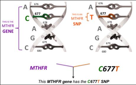 Understanding Single Nucleotide Polymorphisms (SNPs) The genes that encode different enzymes shown in Figure 2, such as MTHFR and