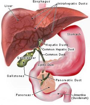 2 Figure 1. Liver Blood Flow A large portion of the output of the heart (about one-third) flows to the digestive system.