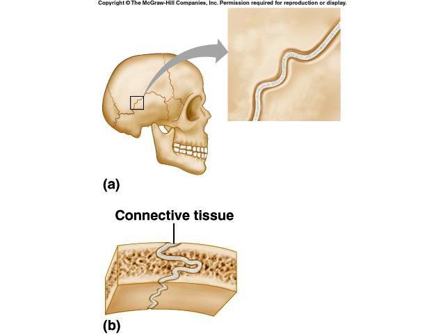 CHAPTER 8: JOINTS OF THE SKELETAL SYSTEM (M.C. FLATH, Ph.D.) KEY TO OBJECTIVES: 1. Define the term articulation. A joint (articulation) is the site where two bones come together. 2.
