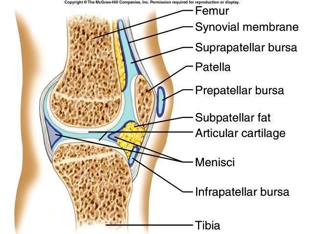 9. List and discuss three factors that influence the stability of a synovial joint.