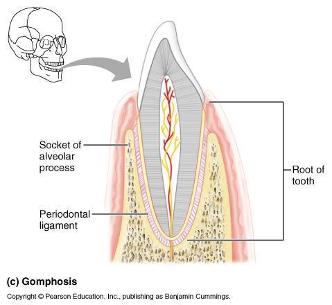 Fibrous joints Gomphoses Peg in socket