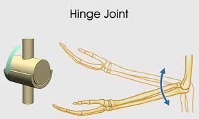 Hinge Joints Convex bone fits into a
