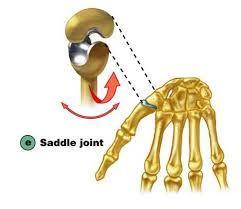 Saddle Joint Convex part of one bone fits into concave