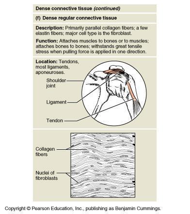 Tendon Regular connective tissue Musculo-skeletal