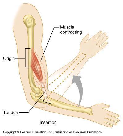 Tendons Various shapes Typical is cord-like tendon of