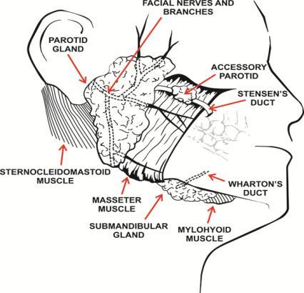 SOME SALIVARY GLAND FACTS 3 Major glands: Parotid (serous) Submandibular (mixed seromucinous) Sublingual (mucinous) 500-1000 minor glands: Submucosa of oral cavity, nasal cavity, larynx, trachea, and