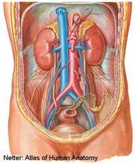 Urinary System kidneys, ureters, bladder & urethra Kidney Function Filters blood removes