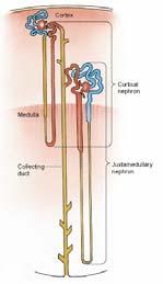 and minor calyxes renal artery and vein segmental arteries interlobar arteries arcuate