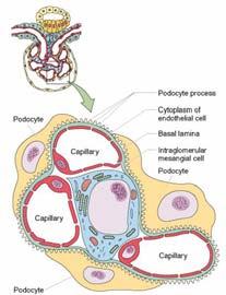 Intraglomerular Mesangial Cells Support capillaries
