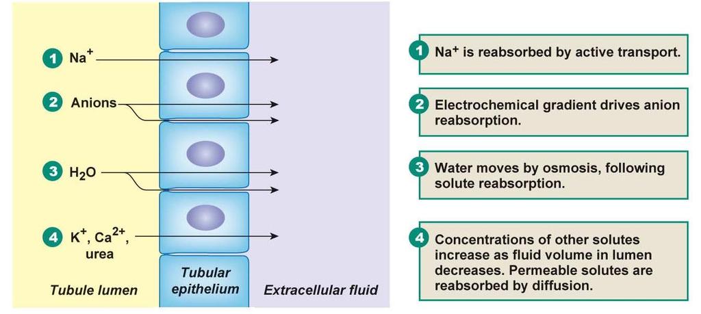 17.3 TUBULAR REABSORPTION H 2 O reabsorption via osmosis (PCT and CD Electrolyte reabsorption highly selective and