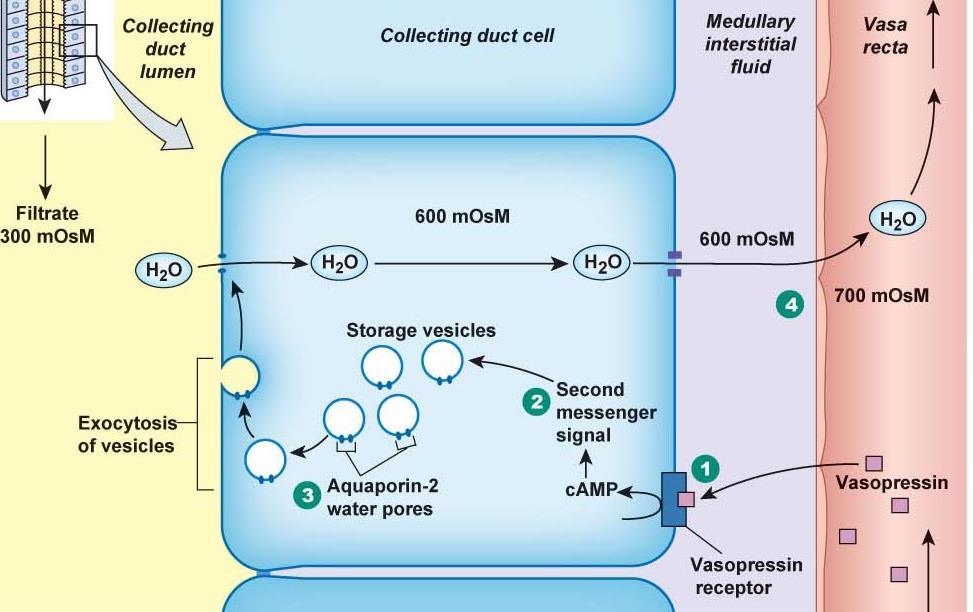 of DCT and all of CD Regulates aquaporin channels