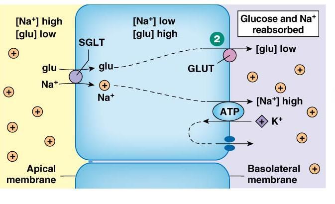 Reabsorption of Glucose Na + linked