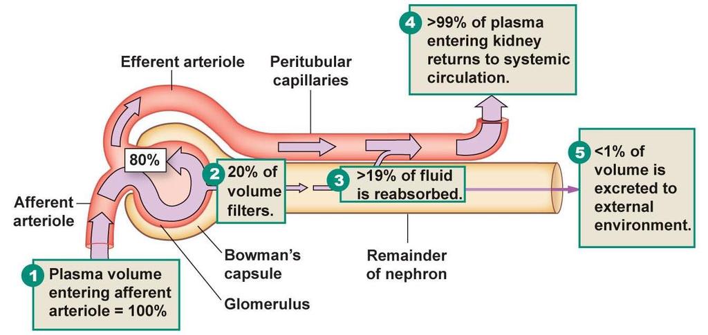 Four Processes of Urinary System 1. Filtration 2. Reabsorption 3. Secretion 4.