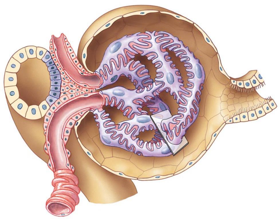17.2 GLOMERULAR FILTRATION = Movement of fluid from blood to lumen of nephron (rel.