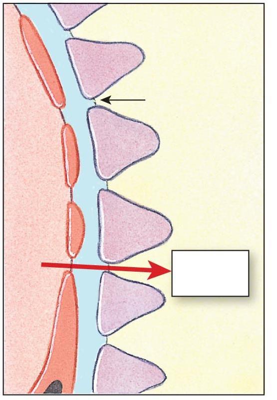 Glomerular Ultrafiltrate: Passage Across 3 