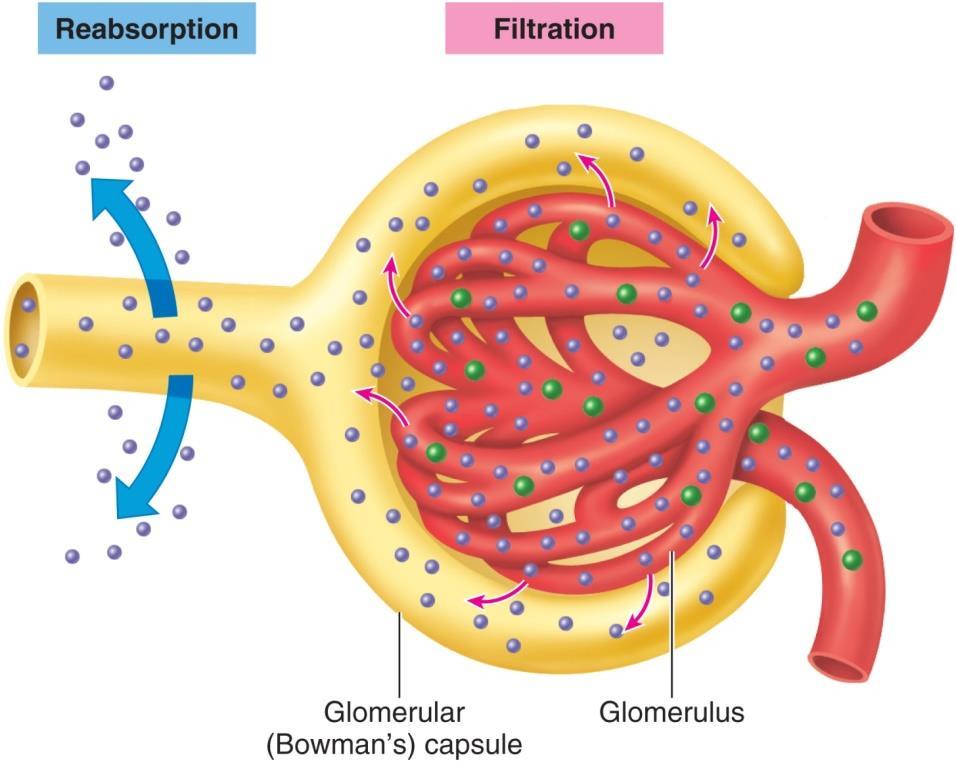 Glomerular Filtration Rate = GFR Describes filtration efficiency: Amount of fluid filtered per unit of