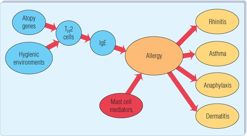 Immediate Hypersensitivity (Type I): Allergy A hypersensitivity due to excessive production of IgE.