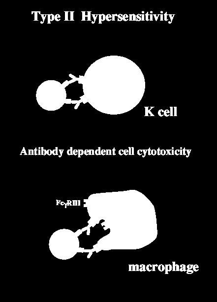 THE CYTOTOXIC HYPERSENSITIVITY TYPE 2 HYPERSENSITIVITY A hypersensitivity resulting from antibodies mistakenly reacting