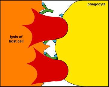 such as IgG and complement proteins such as C3b. Also called enhanced attachment or immune adherence.