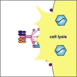 antibodies have bound. This results in cell lysis.