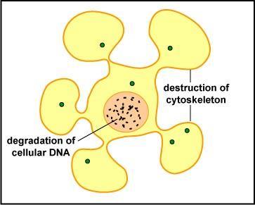 ADCC Antibody depended cellular cytotoxicity MECHANISM The process of NK cells binding to the Fc portion of