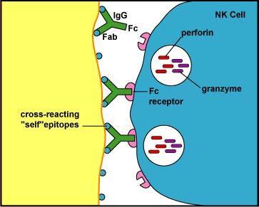 Once bound to the Fc portion of the antibody, the NK cell will then lyse that cell with perforins.