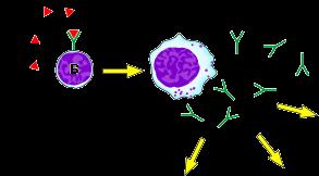 Mechanism of Cytolysis * Cell lysis results due to : 1) Phagocytosis is
