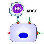 Antibody depended cellular cytotoxicity (ADCC): - Antibody coated cells e.g.