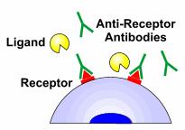 Fc receptors - The process different from phagocytosis and independent of