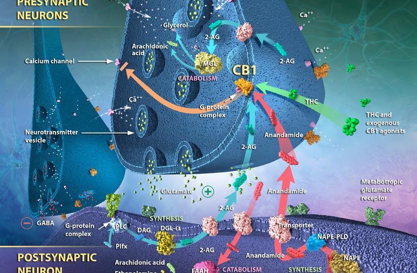 + Cannabinoids Endogenous and Exogenous: The