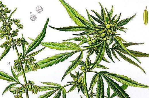 + Medical Cannabis Pros and Cons Getting Beyond the Smoke and Mirrors of