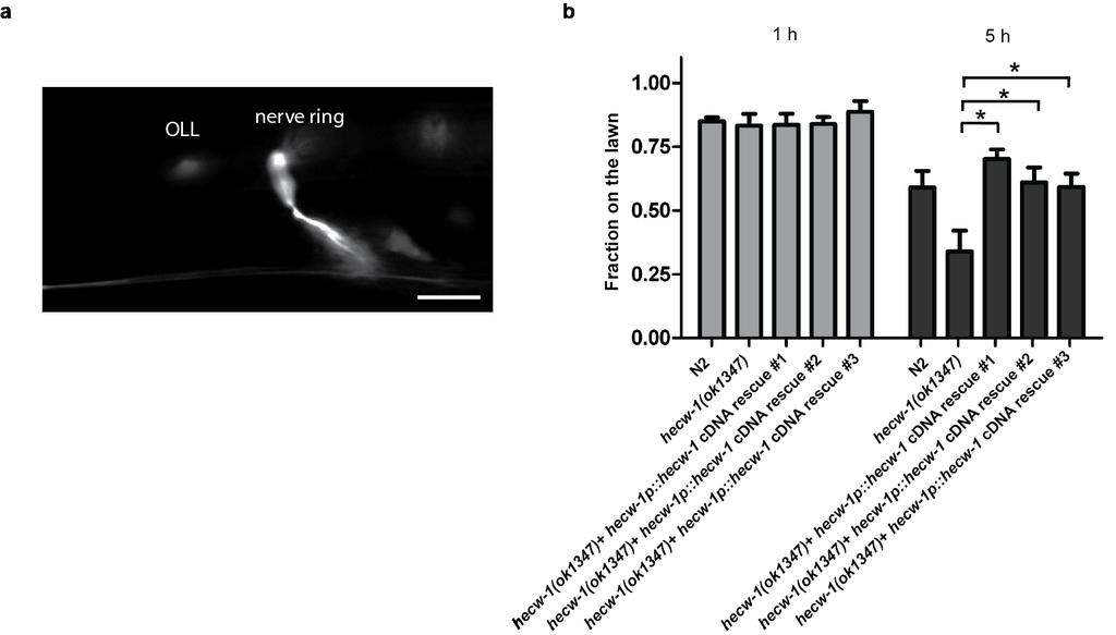Supplementary Figure 5. OLL neuron pair expression and functional characterization of a HECW-1::GFP translational fusion protein under the control of hecw-1 promoter.