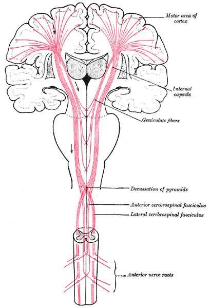 They then descend as the lateral corticospinal tract. These axons synapse with lower motor neurons in the ventral horns of all levels of the spinal cord.